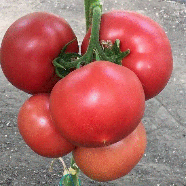 Семена томата Пинк Калибр F1 - с превосходным сладковатым вкусом
