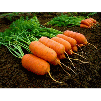 Морковь Арон F1 с коротким и толстым корнеплодом растет даже на глине