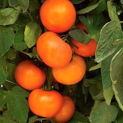 Голден Сет F1, кистевой томат, 5 семян