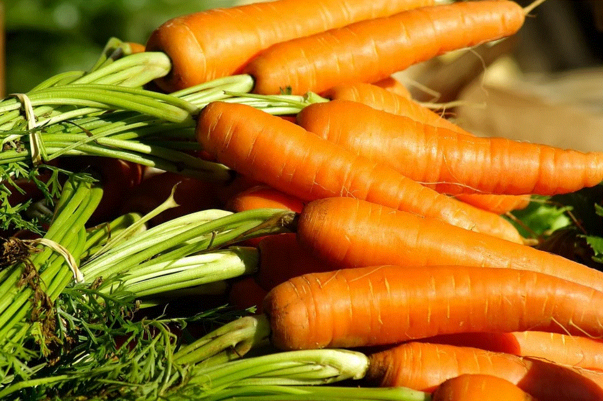 Из семян моркови Монанта ЭЛИТ вырастает морковь, которая хранится до 6 месяцев