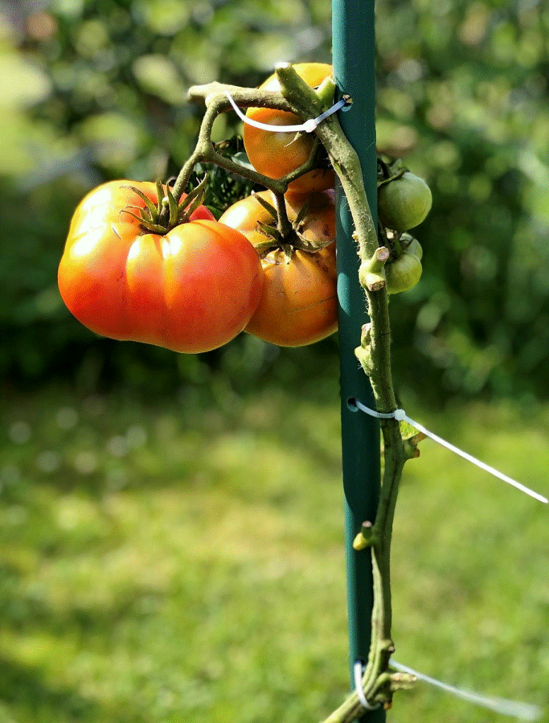 Комплект опор для томатов из 6 шт. с хомутами 18 шт.