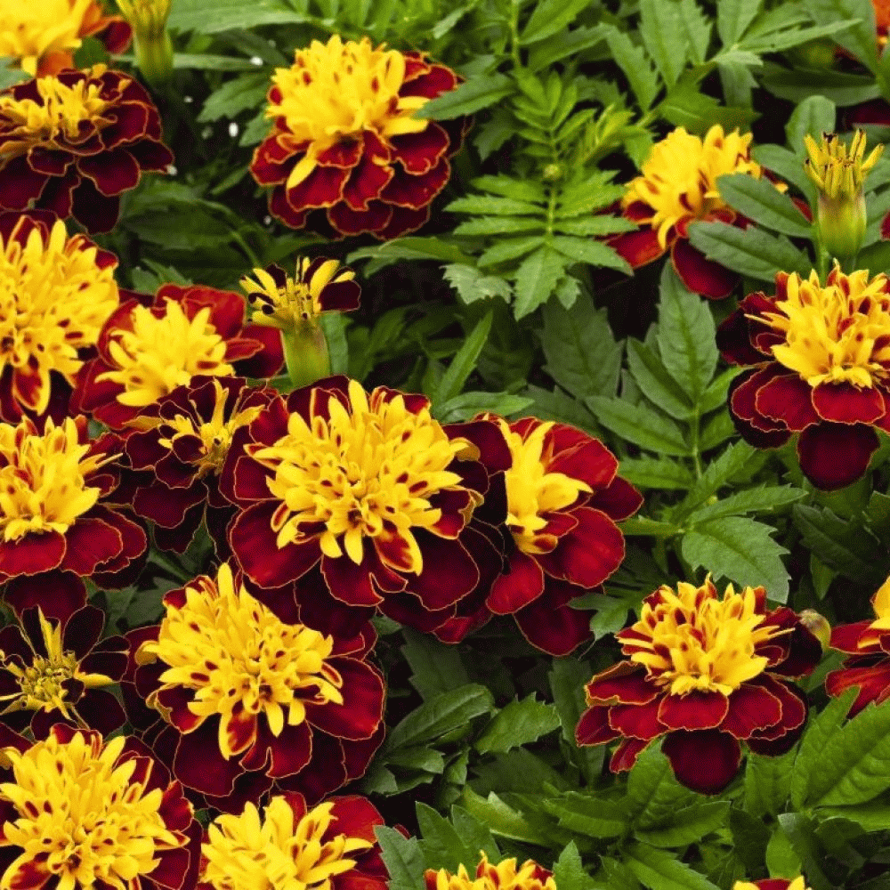 Бархатцы Tagetes patula