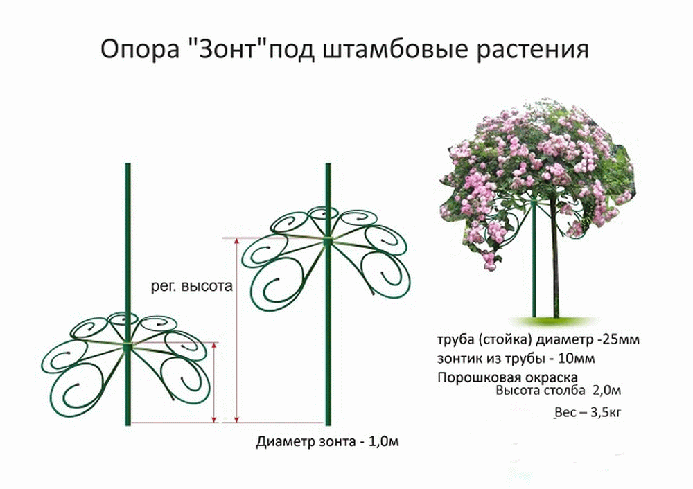 Как вырастить розу на штамбе самостоятельно пошаговая инструкция с фото